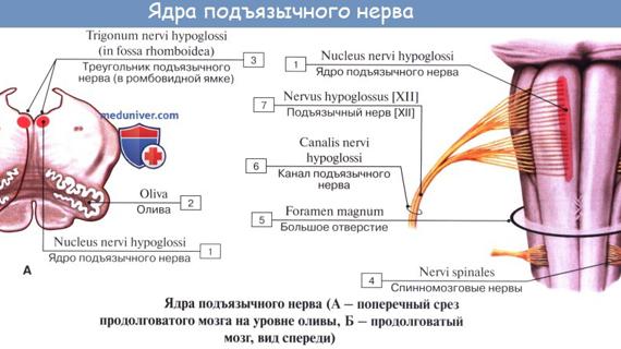 Превью картинка статьи Подъязычный нерв иннервирует слизистую оболочку десны