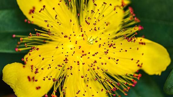 Превью картинка статьи Зверобойное масло применение при гастрите