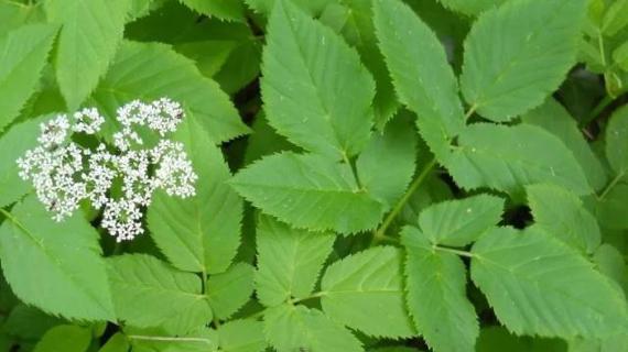 Превью картинка статьи Как заваривать сныть при онкологии