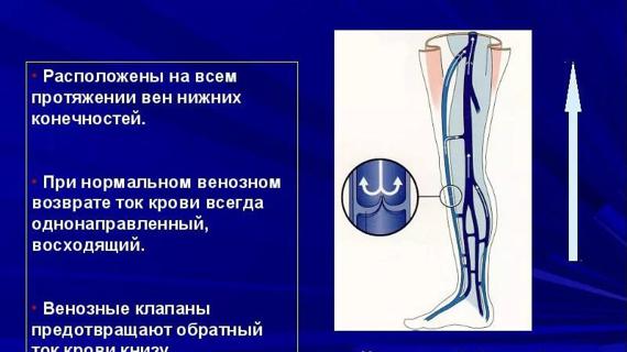 Превью картинка статьи Выступают вены на ногах: причины, от чего это происходит, что делать если выпирают толстые вены на ногах у мужчин и женщин, фото.