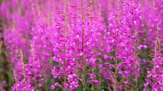 Превью картинка статьи Иван-чай для потенции мужчин: как влияет, отзывы, способ применения