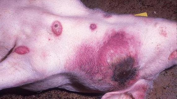 Превью картинка статьи Может ли собака заразиться африканской чумой свиней