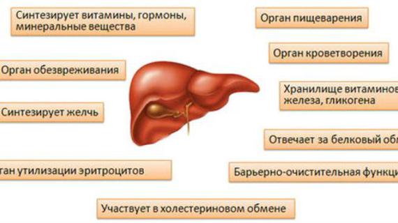 Превью картинка статьи Барьерная роль печени: в чем заключается, как она выполняет свою функцию