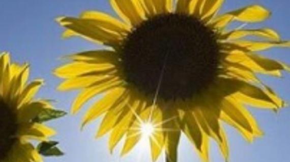 Превью картинка статьи Белая мякоть подсолнуха чем полезна