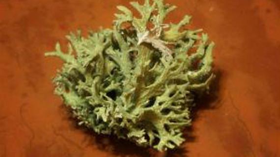 Превью картинка статьи Полезные свойства порез травы