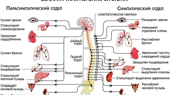 Превью картинка статьи Эффективное лечение вегето-сосудистой дистонии (ВСД) по гипотоническому типу