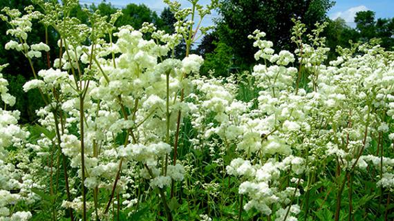 Превью картинка статьи Таволговый мед полезные свойства