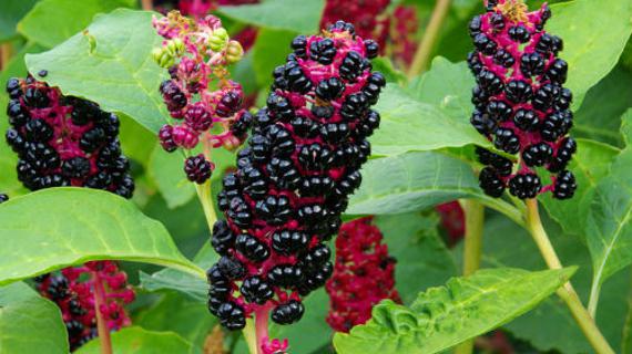 Превью картинка статьи Лаконос ягоды отравление ими