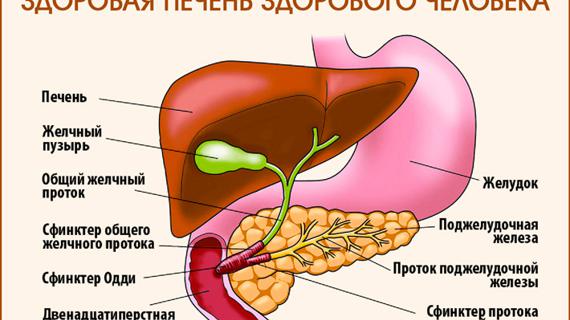 Превью картинка статьи Если болит печень какие симптомы как лечить лекарства в домашних условиях