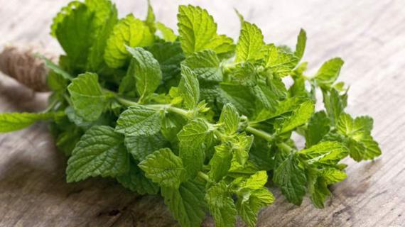 Превью картинка статьи Корень мяты полезные свойства