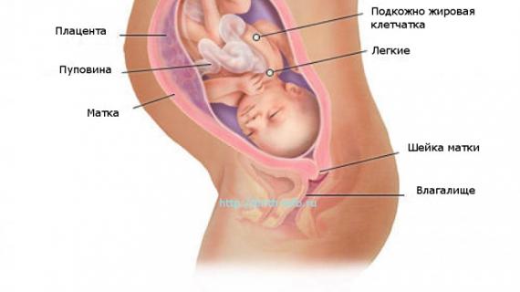 Превью картинка статьи 33 неделя беременности: возраст плода 31 неделя