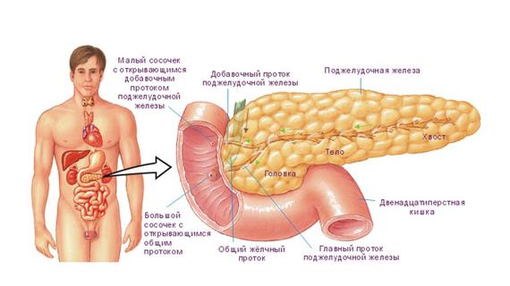Превью картинка статьи Соэ при панкреатите анализ крови