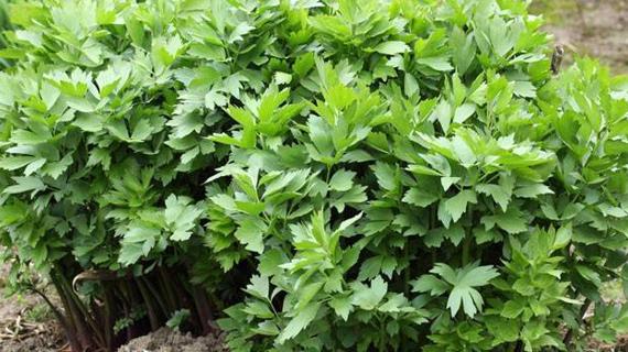 Превью картинка статьи Народная медицина любисток при алкоголизме