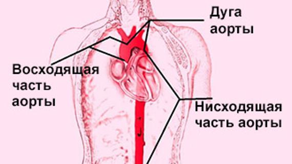 Превью картинка статьи Что такое аорта и где она находится – диаметр и расположение в норме и при патологии