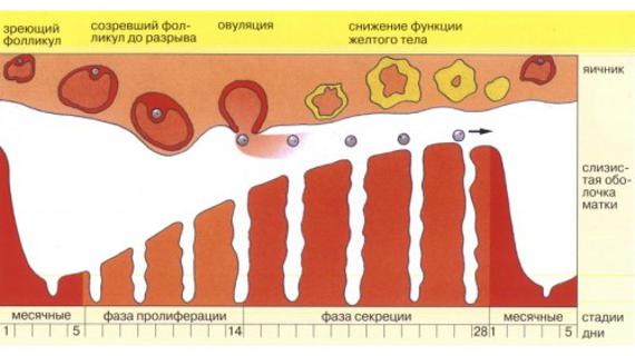 Превью картинка статьи Причины появления коричневых выделений во время овуляции – Медицинский портал