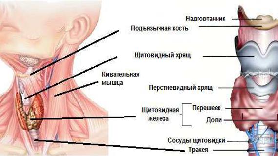 Узлы перешейка. Щитовидная железа расположение анатомия. Расположение щитовидной железы у мужчин схема. Строение щитовидки и гортани. Анатомия шеи человека щитовидная железа.