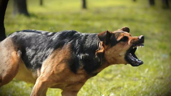Превью картинка статьи Лекарство от бешенства для людей название