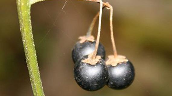 Превью картинка статьи Вороняжка полезные свойства