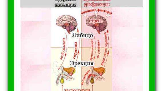 Превью картинка статьи Импотенция: признаки и лечение в домашних условиях