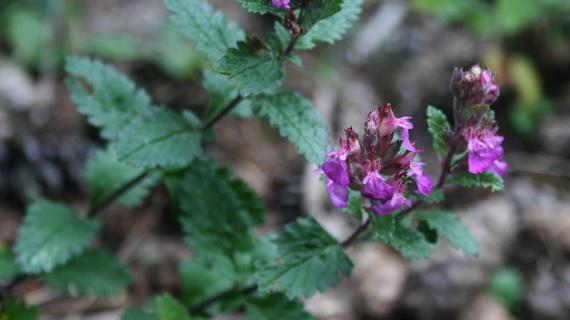 Превью картинка статьи Трава дубровник для потенции: настойка и другие полезные рецепты