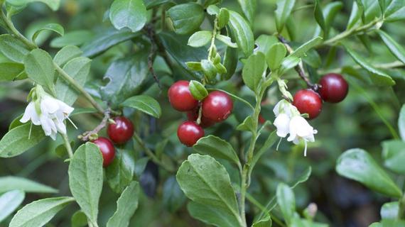 Превью картинка статьи Брусничный лист при подагре отзывы