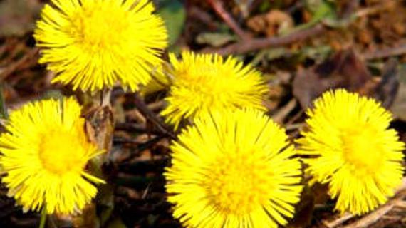 Превью картинка статьи Мать-и-мачеха от кашля детям – как приготовить траву ребенку 2021