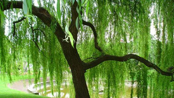 Превью картинка статьи Шишки ивы полезные свойства