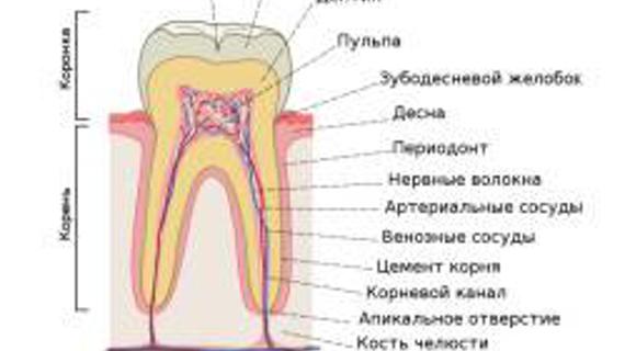 Превью картинка статьи Сколько каналов в 6 зубе — Зубы