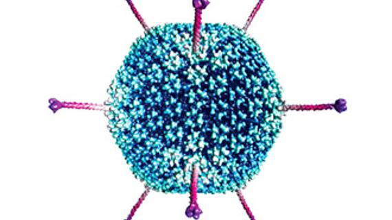 Превью картинка статьи Вирусная кишечная инфекция: симптомы, лечение и выявление возбудителя