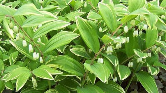 Превью картинка статьи Соломонова печать растение полезные свойства