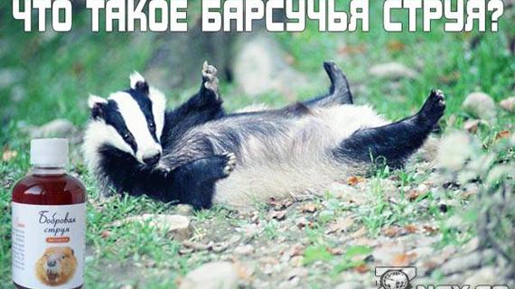 Превью картинка статьи Барсучья желчь полезные свойства