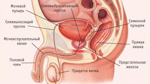 Превью картинка статьи Можно ли вылечить хронический простатит навсегда