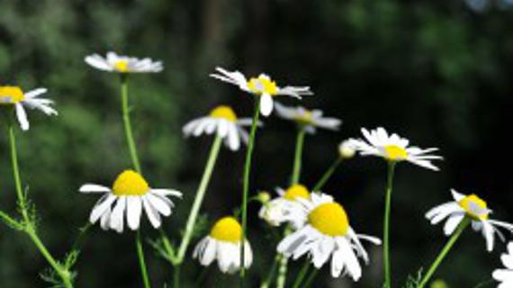 Превью картинка статьи Полезные свойства ромашки и календулы