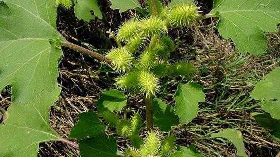 Превью картинка статьи Золотая колючка водосбор полезные свойства