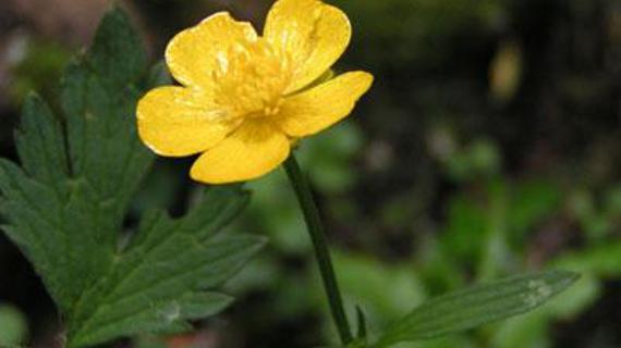Превью картинка статьи Ядовитое растение лютик едкий: описание, свойства, места произростания