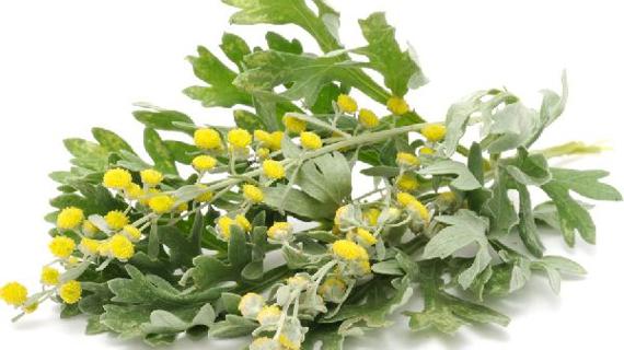 Превью картинка статьи Полезные свойства полыни для мужчин