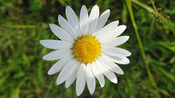 Превью картинка статьи Ромашковый мед полезные свойства