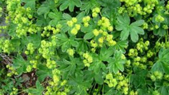 Превью картинка статьи Можно ли пить манжетку во время месячных