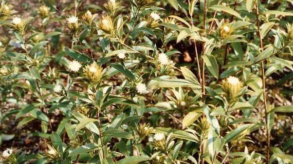 Превью картинка статьи Атрактилис китайский полезные свойства