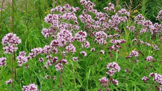 Превью картинка статьи Как заваривать душицу при эпилепсии