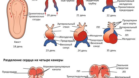 Превью картинка статьи Порок развития сердца у плода при беременности: что делать и как определять