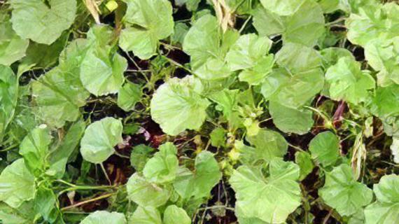 Превью картинка статьи Просвирняк полезные свойства