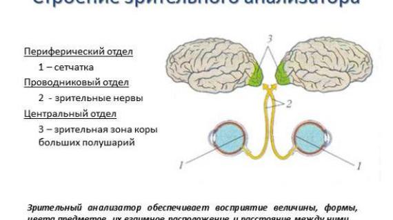 Превью картинка статьи Зрение у человека: что это значит, определение остроты зрения, какое бывает