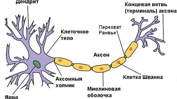 Превью картинка статьи Где у человека самое большое количество нервных окончаний