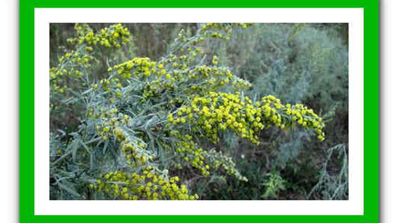 Превью картинка статьи Лечение полынью в домашних условиях