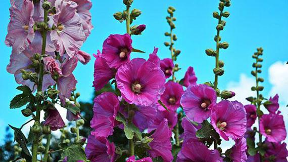 Превью картинка статьи Корень мальвы при астме