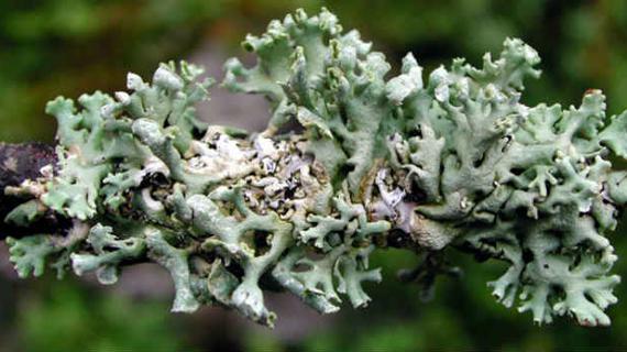 Превью картинка статьи Исландский мох как заваривать при онкологии