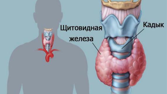 Превью картинка статьи Что является нормой для щитовидной железы – Медицинский портал