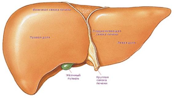Превью картинка статьи Регенерация и самовосстановление печени