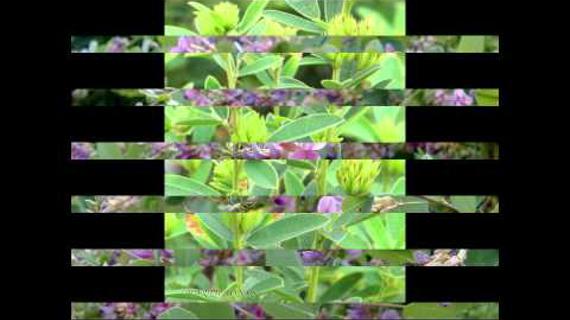 Превью картинка статьи Мед леспедеца полезные свойства